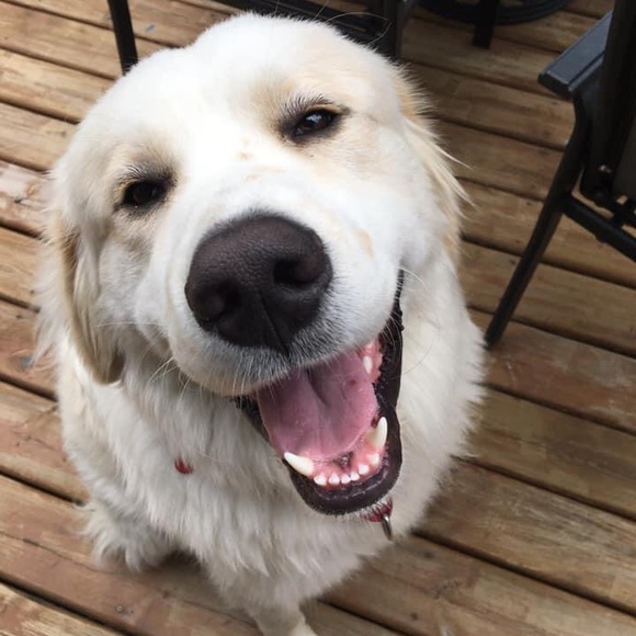 Meet your Posher, Karmyn - Picture 1 of 1